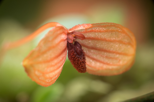 Ovalifolium Orchid