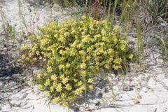 Conostylis aculeata breviflora