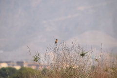 Saxicola rubicola