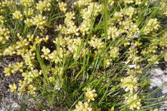 Conostylis aculeata breviflora