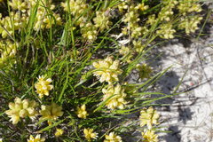 Conostylis aculeata breviflora