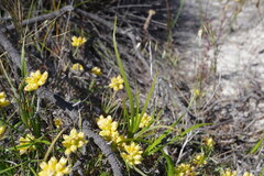 Conostylis aculeata breviflora