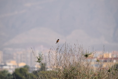 Saxicola rubicola