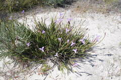 Patersonia occidentalis occidentalis