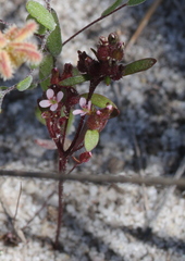 Levenhookia murfetii