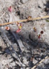 Phyllangium divergens