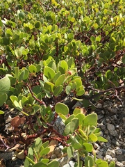 Arctostaphylos parryana