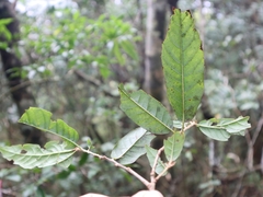 Quercus tatakaensis