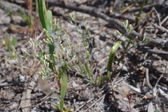 Gnephosis tenuissima