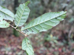 Quercus tatakaensis