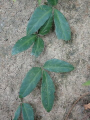 Tetrastigma formosanum