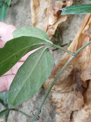 Tetrastigma formosanum