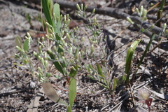 Gnephosis tenuissima