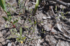 Gnephosis tenuissima