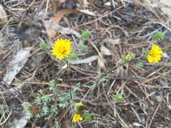 Lessingia germanorum