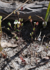 Phyllangium divergens