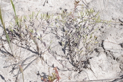 Gnephosis tenuissima