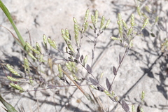 Gnephosis tenuissima