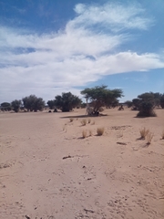 Camelus dromedarius