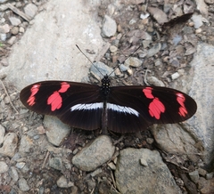 Heliconius telesiphe