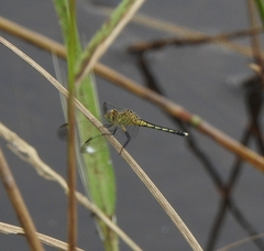 Diplacodes nebulosa