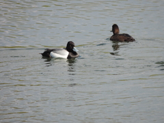 Aythya affinis