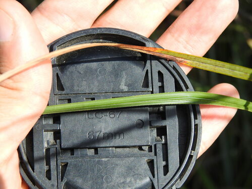 Image of Carex hispida by (c) Duarte Frade, some rights reserved (CC BY)