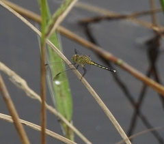 Diplacodes nebulosa