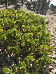Arctostaphylos parryana