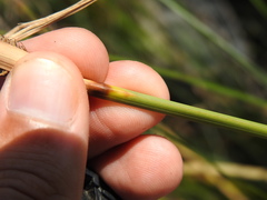 Carex hispida