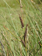 Carex hispida