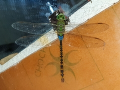 Anax indicus