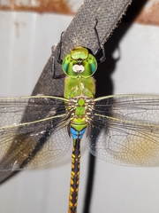 Anax indicus