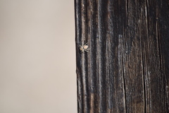 Menemerus semilimbatus