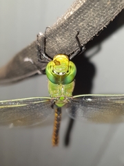Anax indicus