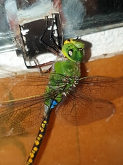 Anax indicus
