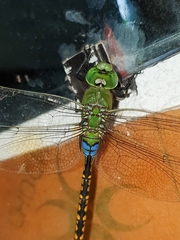 Anax indicus