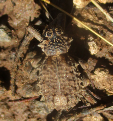 Brachycerus