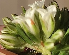 Euchaetis schlechteri