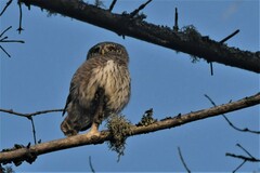 Glaucidium passerinum