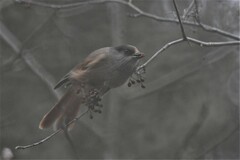 Perisoreus infaustus