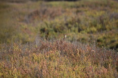 Cisticola juncidis