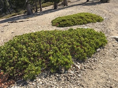 Arctostaphylos parryana