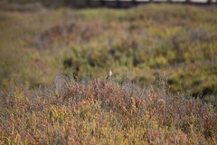 Cisticola juncidis