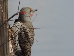Colaptes auratus luteus × cafer