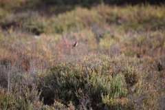 Cisticola juncidis