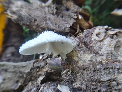 Leucocoprinus