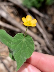 Abutilon oxycarpum