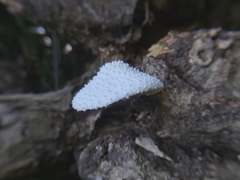 Leucocoprinus