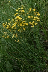 Hypericum elegans